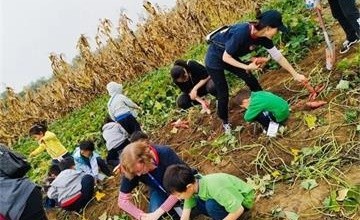 挖红薯，掰玉米，我们把秋天装进心里——启明星双语学校三里屯校区图片