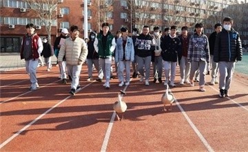 北京王府学校-“校长校长，那边有几只大雁在跟我们晨练……”图片