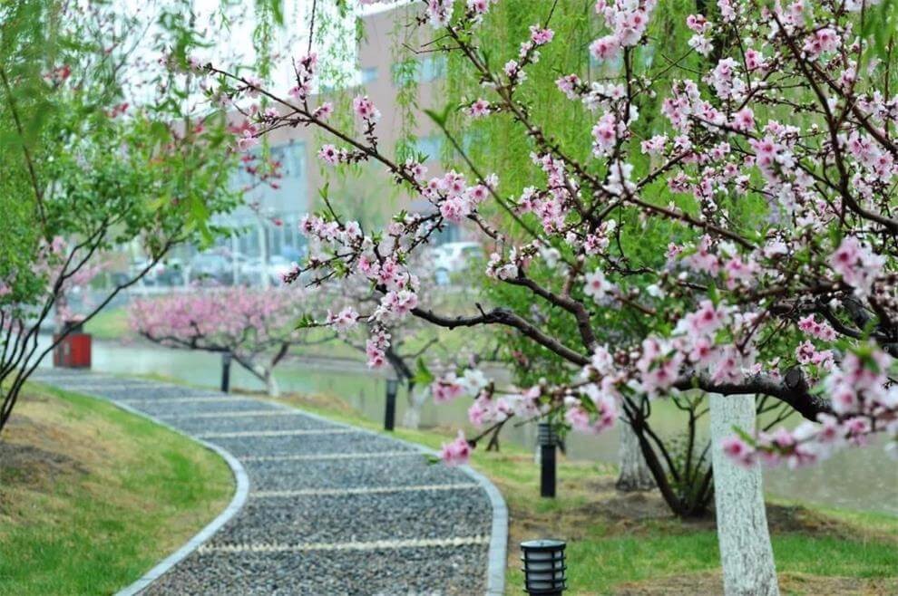 天津大学A-Level国际教育中心春季景观图片1