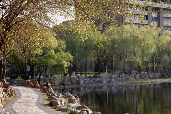 天津大学A-Level国际教育中心春季景观图片2