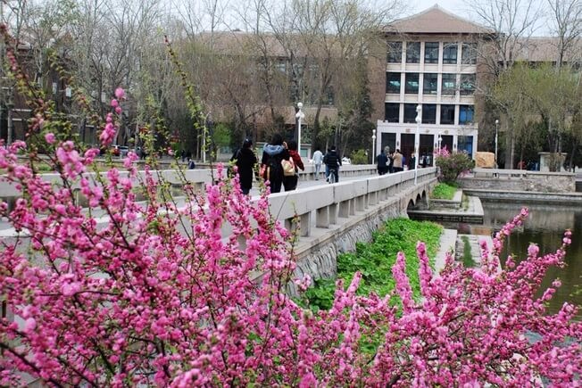 天津大学A-Level国际教育中心春季景观图片5