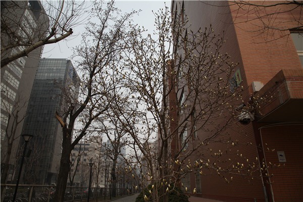 北京市第八中学国际部校本部校园环境图片03