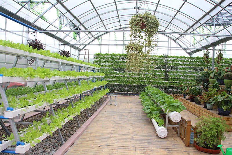 温州市第二十一中学国际部立体水培果蔬种植基地图片