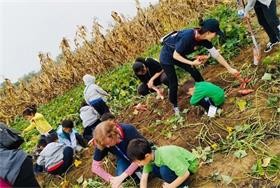 三里屯启明星学校学生挖红薯，掰玉米图片