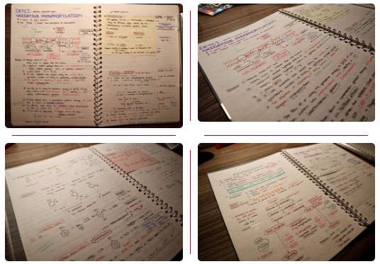 Carly的生物和化学笔记本图片